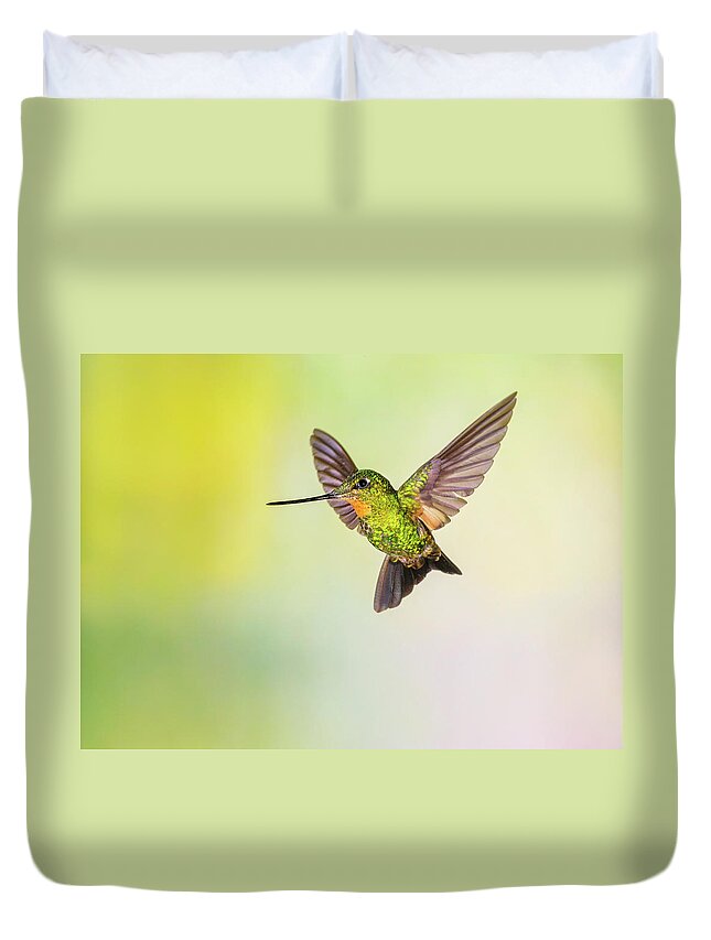 Vertebrate Duvet Cover featuring the photograph Hummingbird , Buff-winged Starfrontlet by Kencanning
