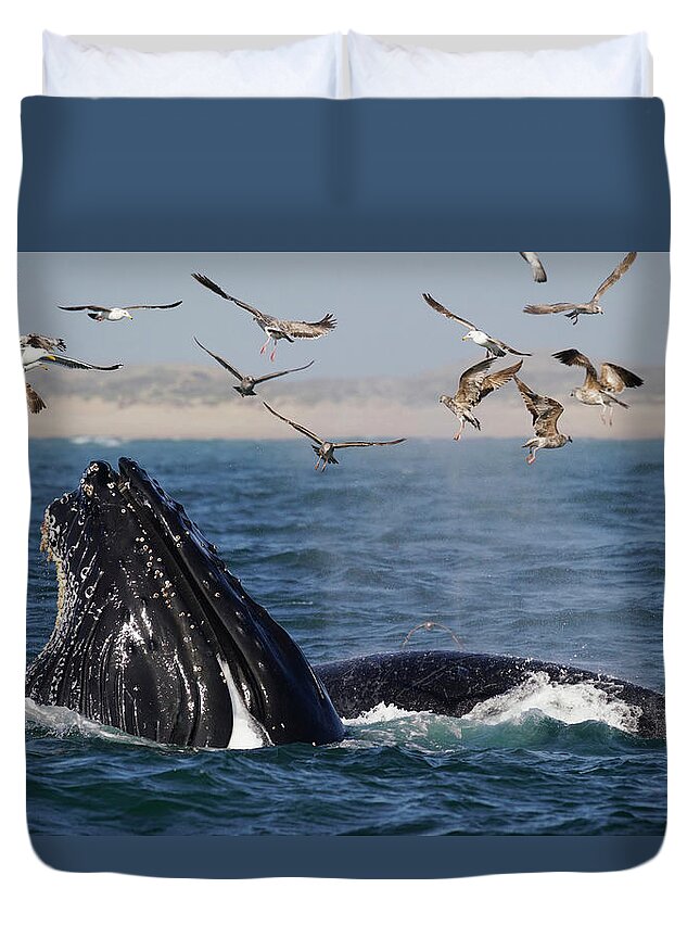 00570978 Duvet Cover featuring the photograph Humpbacks And Gulls Hunt Anchovy by Hiroya Minakuchi