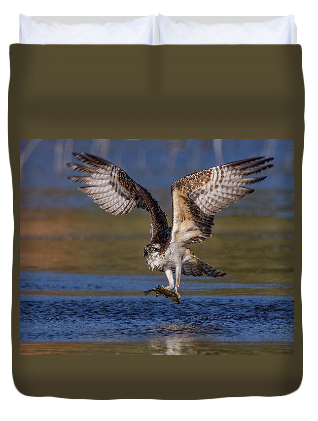 Osprey Duvet Cover featuring the photograph Hunting Osprey by Beth Sargent