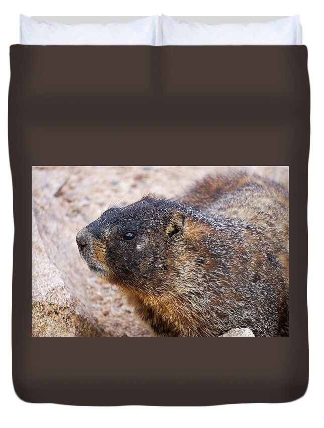 Colorado Duvet Cover featuring the photograph I am Marmot by Richard A Brown