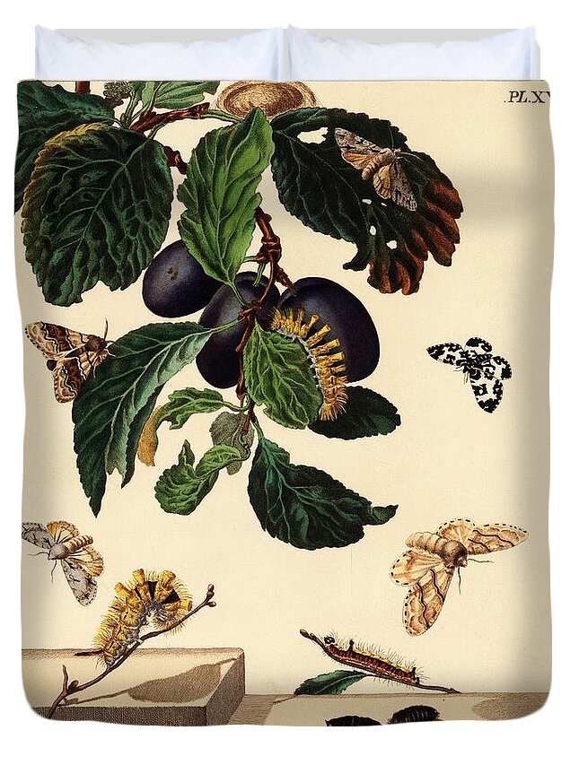 19th Century Duvet Cover featuring the drawing illustration by Moses Harris from 'The Aurelian, a Natural History of English Moths and Butterfli... by Album