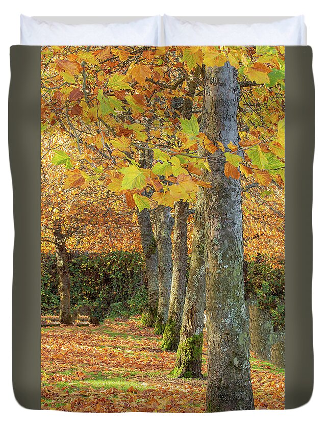 Autumn Duvet Cover featuring the photograph In a Row by Bob Cournoyer