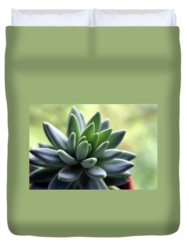 Agave Duvet Cover featuring the photograph In Focus View Of Green Houseplant With by Dorin s
