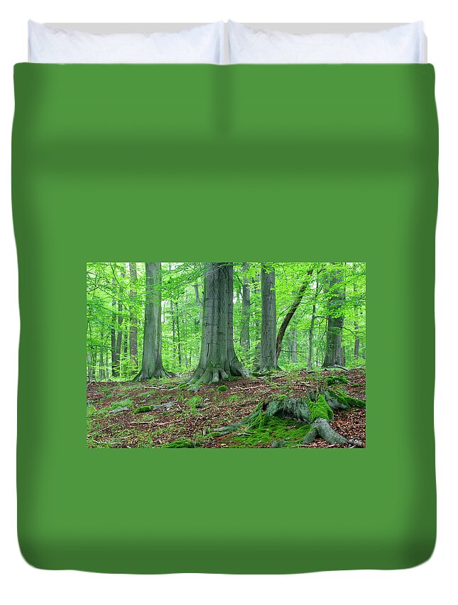Beech Tree Duvet Cover featuring the photograph In The Forest by Avtg