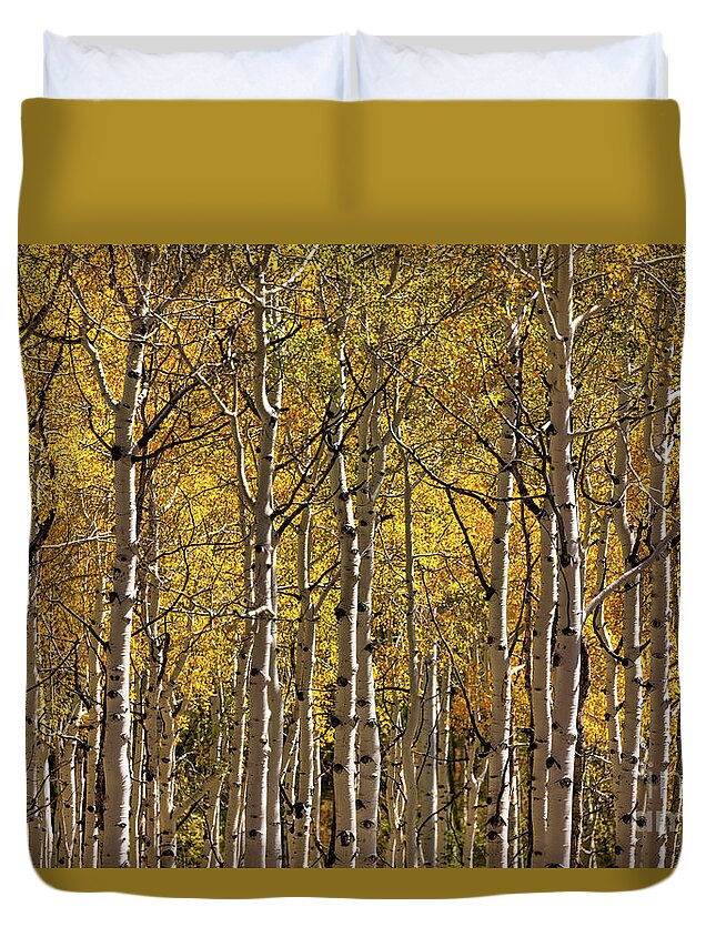 Colorado Duvet Cover featuring the photograph In The Thick Of Aspen by Doug Sturgess