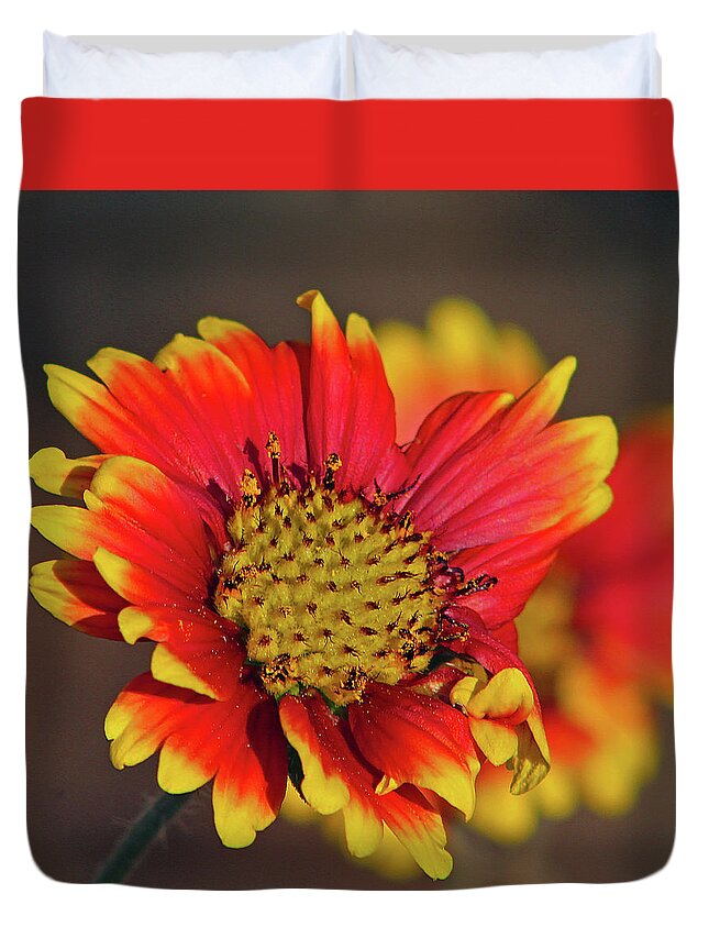 Flower Duvet Cover featuring the photograph Indian Blanket by Michael Allard