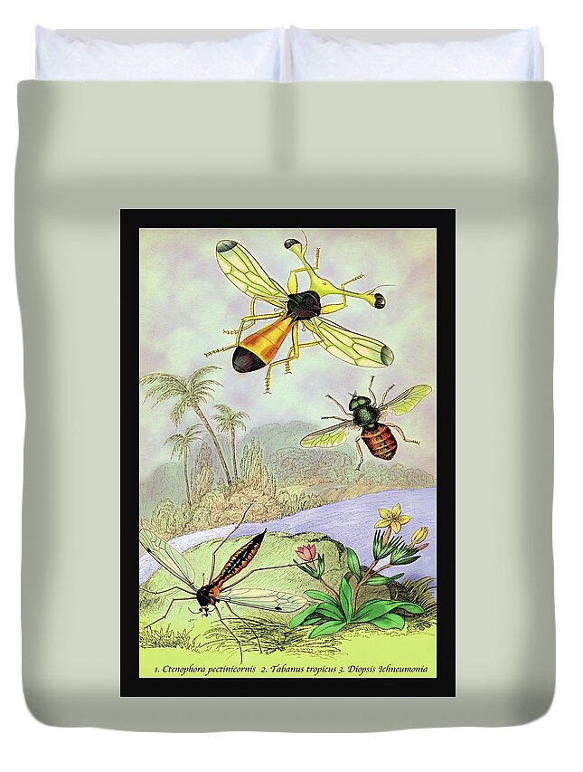 Mosquito Duvet Cover featuring the painting Insects: Ctenophora Pectinicornis, Tabanus Tropicus, et al. by James Duncan