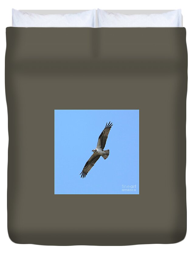 Osprey Duvet Cover featuring the photograph Intense Osprey in Flight Square Format by Carol Groenen