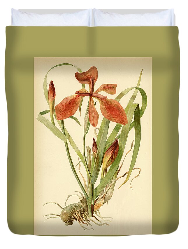 Iris Duvet Cover featuring the mixed media Iris Cuprea Copper Iris. by Unknown