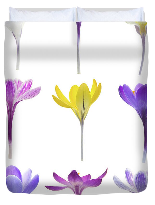 White Background Duvet Cover featuring the photograph Isolated Crocuses by Kaisphoto