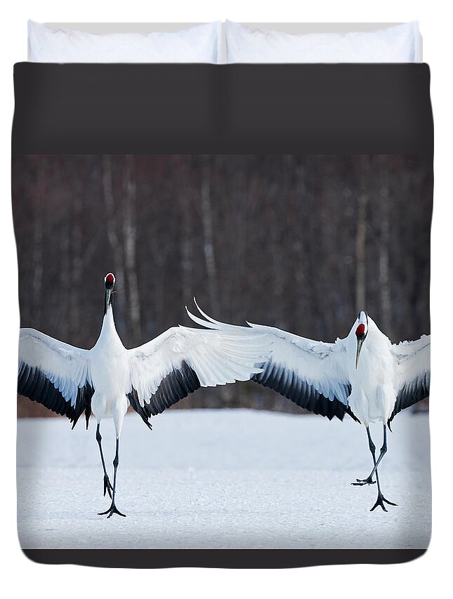 Hokkaido Duvet Cover featuring the photograph Japanese Cranes Standing Upright by Mint Images - Art Wolfe