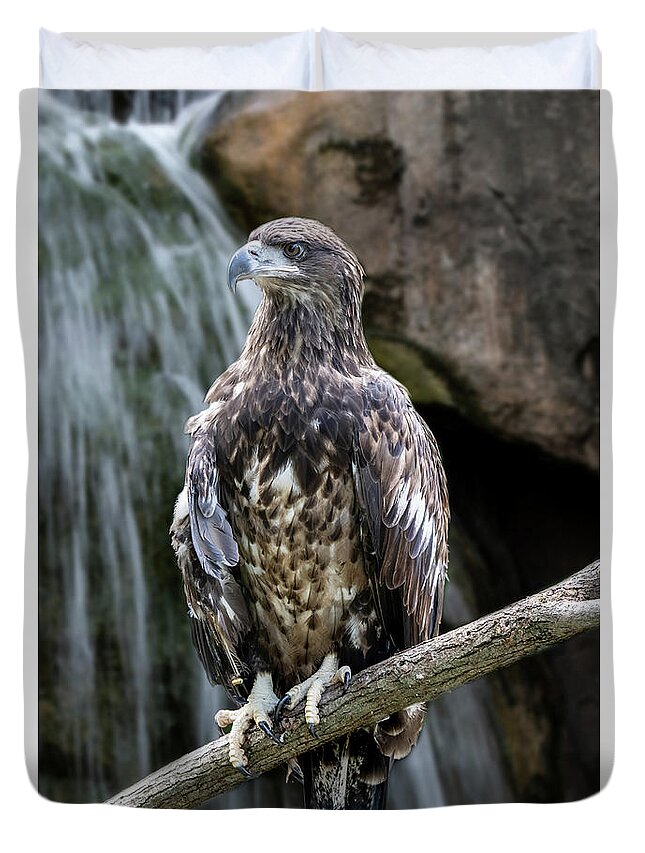 Fish Duvet Cover featuring the photograph Juvenile Bald Eagle by Ed Taylor