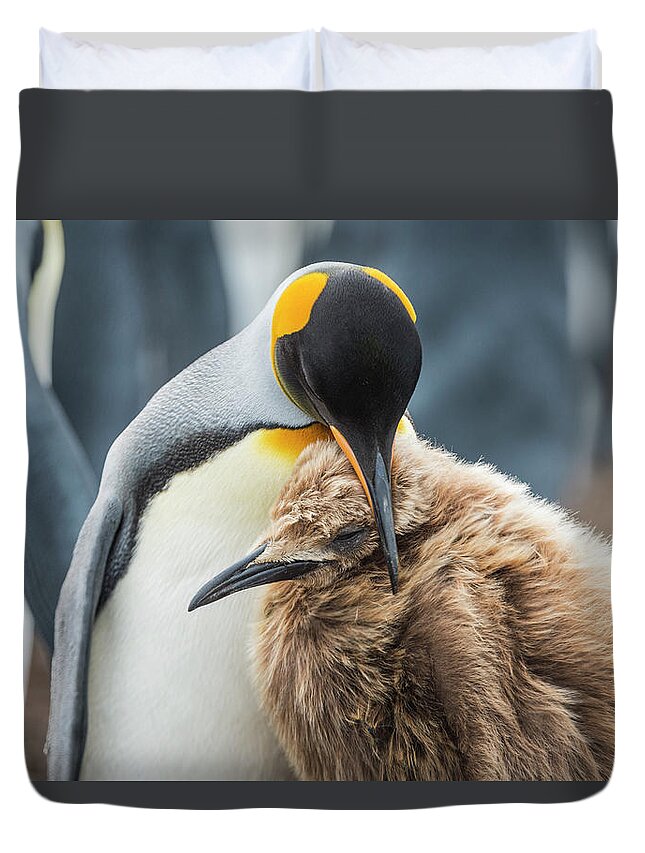 Animal Duvet Cover featuring the photograph King Penguin Nuzzling Chick by Tui De Roy