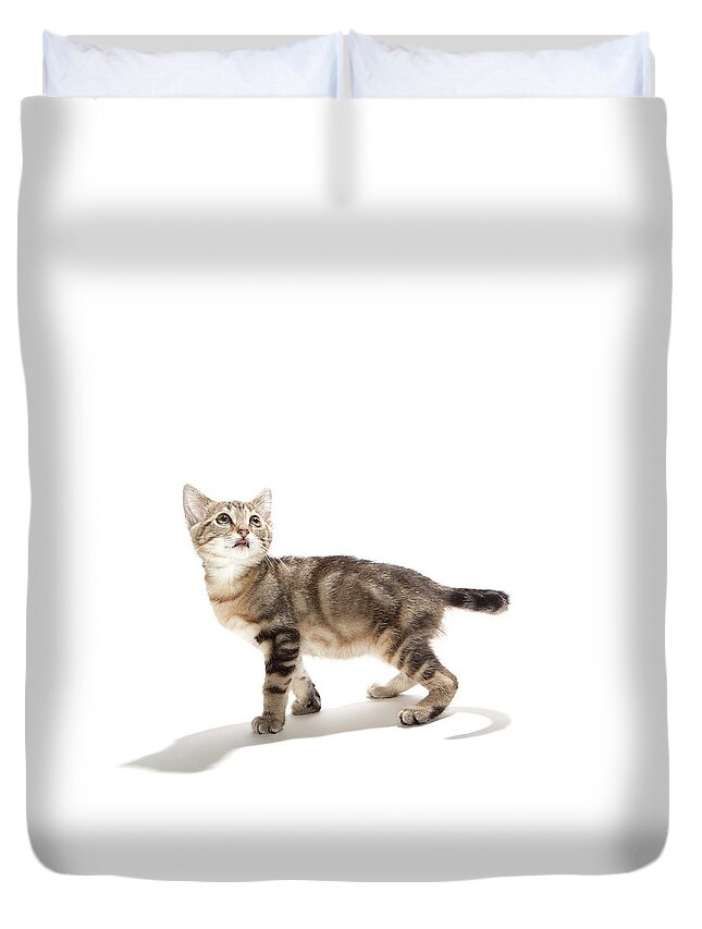 Pets Duvet Cover featuring the photograph Kitten On White Background by Hollenderx2