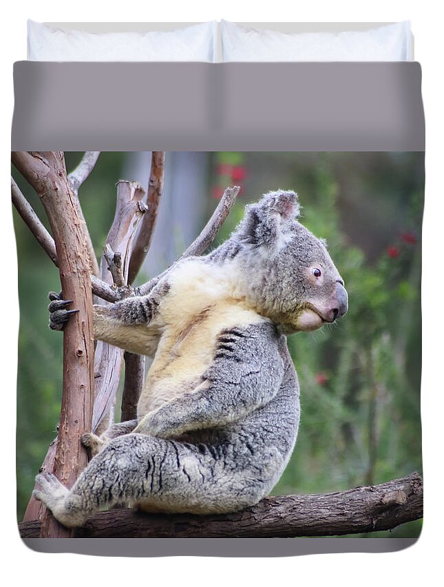 Animals Duvet Cover featuring the photograph Koala in Tree by Dawn Richards