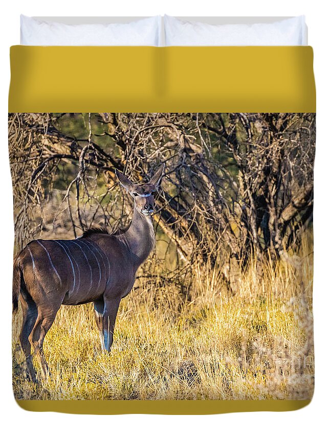 Kudu Duvet Cover featuring the photograph Kudu, Namibia by Lyl Dil Creations