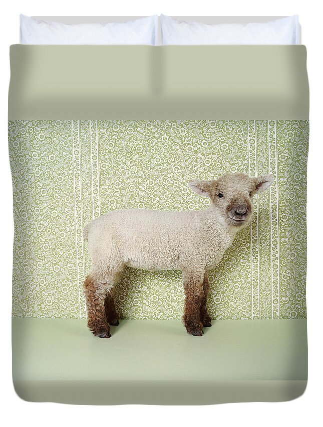 Animal Themes Duvet Cover featuring the photograph Lamb Standing Indoors, And Floral by Digital Vision.