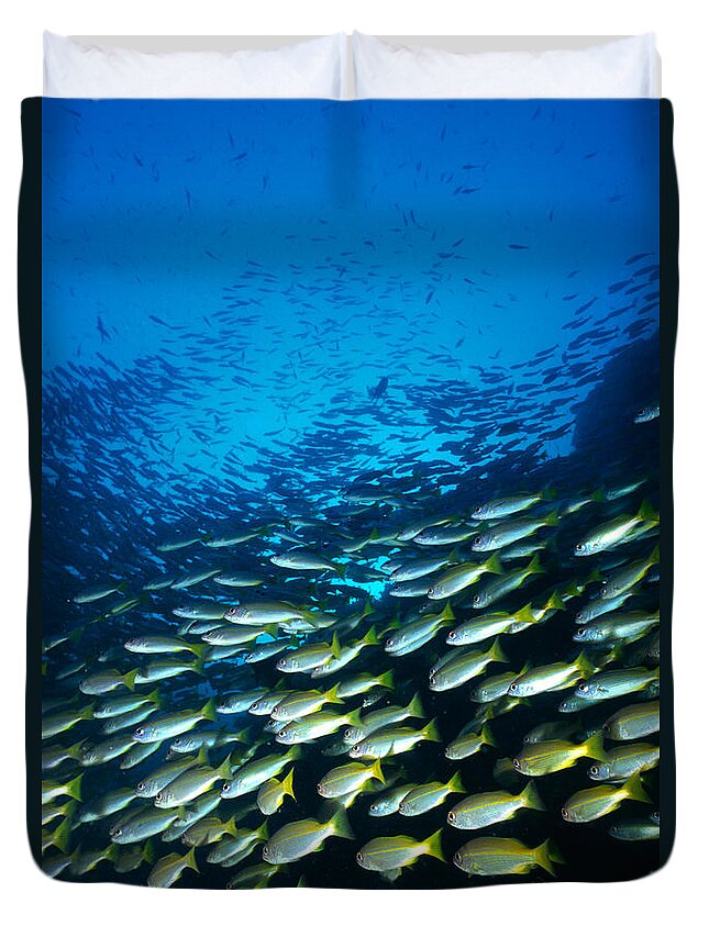 Aerodynamic Duvet Cover featuring the photograph Large Group Of Bigeye Snapper Fish by Mixa