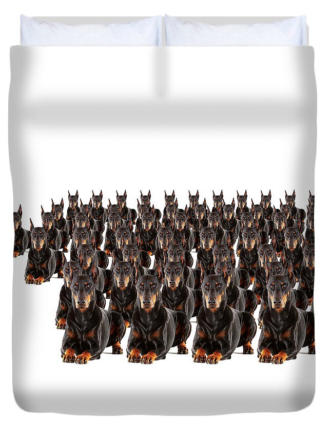 Pets Duvet Cover featuring the photograph Large Group Of Dobermans On White by Thomas Northcut