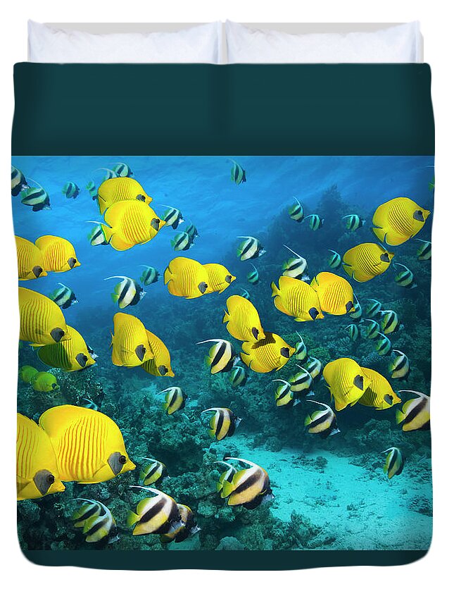 Tranquility Duvet Cover featuring the photograph Large School Of Golden Butterflyfish by Georgette Douwma