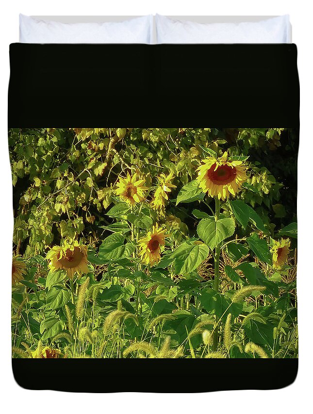 Sunflowers In A Cornfield Duvet Cover featuring the photograph Late Summer Sunflowers by Kristin Hatt