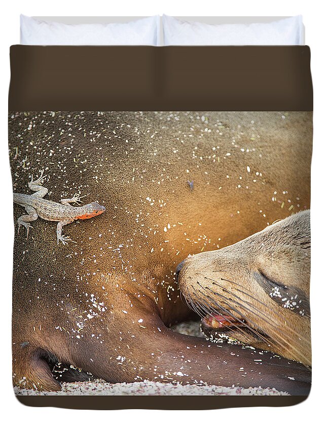 Animal Duvet Cover featuring the photograph Lava Lizard On Galapagos Sea Lion by Tui De Roy