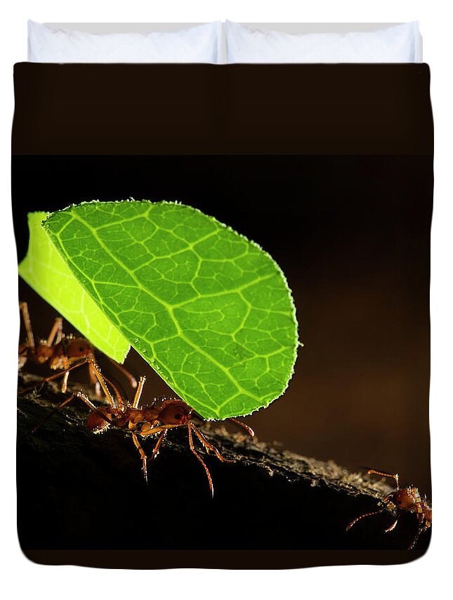 Sebastian Kennerknecht Duvet Cover featuring the photograph Leafcutter Ants Carrying Leaves by Sebastian Kennerknecht