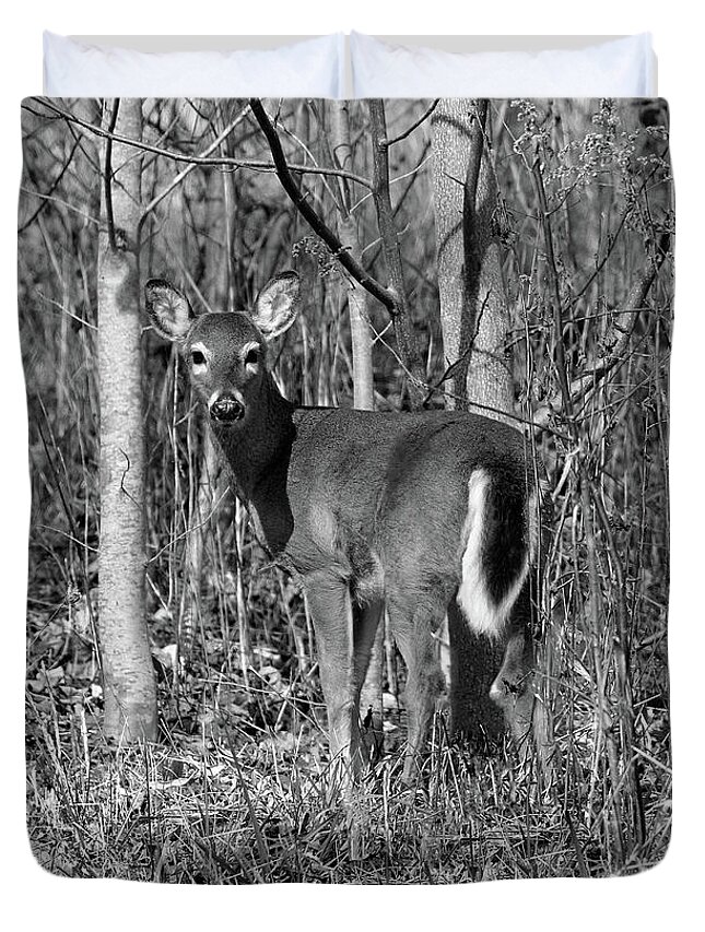  White-tailed Deer Duvet Cover featuring the photograph Learning Survival - Bw by Jennifer Robin