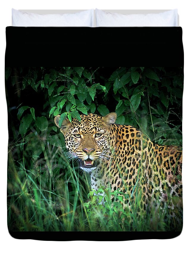 Kenya Duvet Cover featuring the photograph Leopard In The Undergrowth by Mike Hill