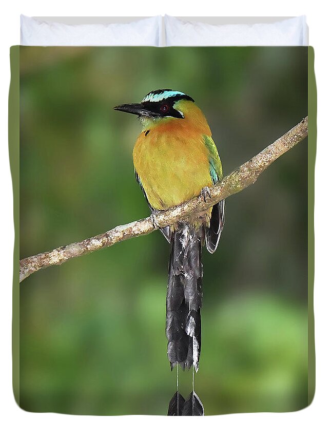 Neotropical Bird Duvet Cover featuring the photograph Lesson's Motmot by Alan Lenk