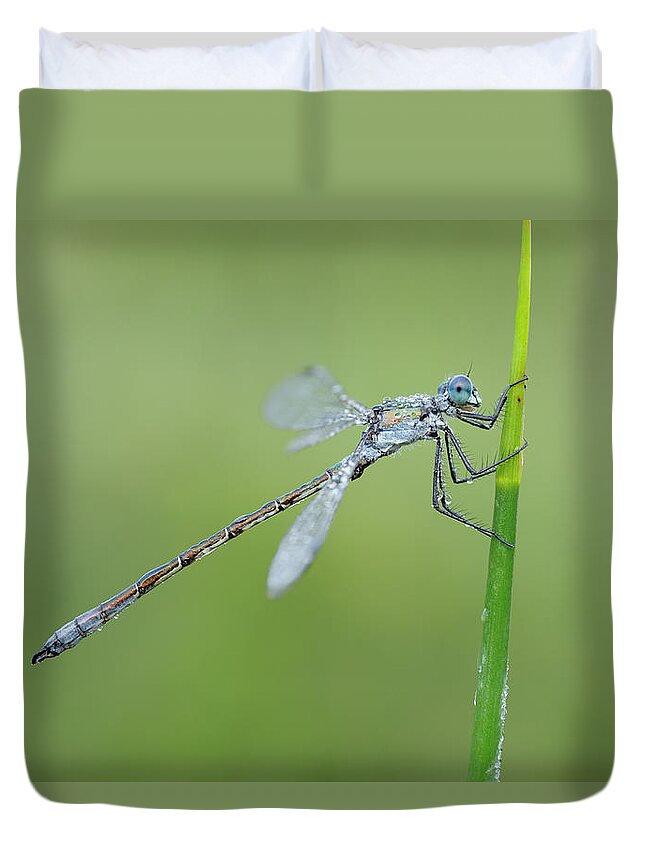 Animal Themes Duvet Cover featuring the photograph Lestes Dryas Male Emerald Spreadwing by Martin Ruegner
