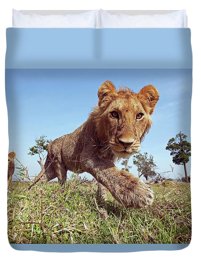 Kenya Duvet Cover featuring the photograph Lion Adolescent Males Approaching With by Anup Shah