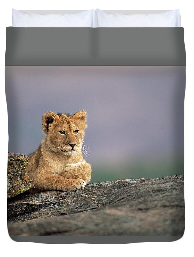 Kenya Duvet Cover featuring the photograph Lion Cub Panthera Leo On Rock by James Warwick