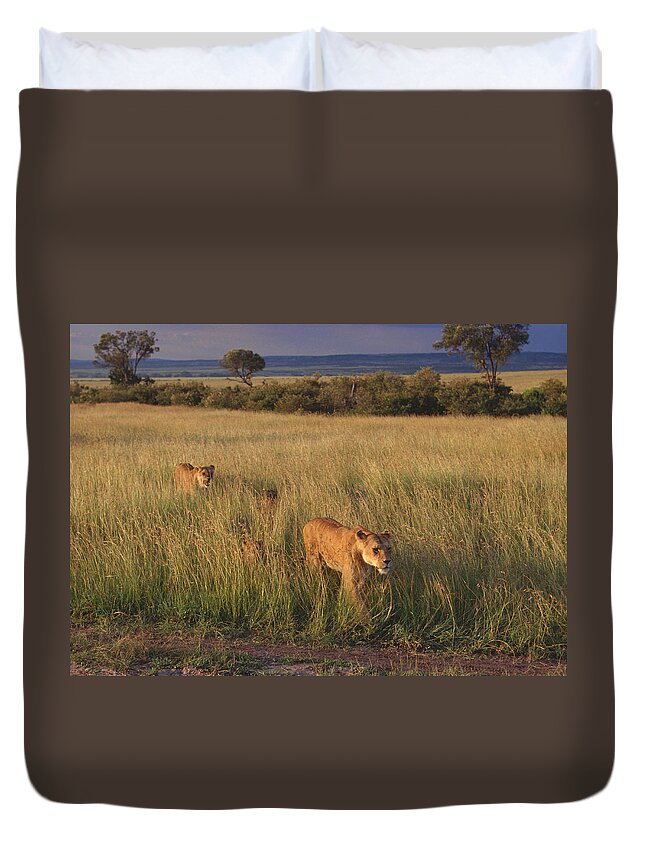 Kenya Duvet Cover featuring the photograph Lion by Imagenavi