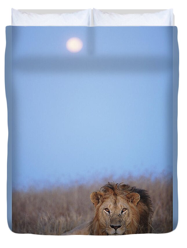 Kenya Duvet Cover featuring the photograph Lion Panthera Leo Resting In Grass by Paul Souders