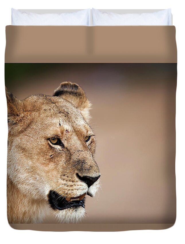 Kenya Duvet Cover featuring the photograph Lioness Panthera Leo by Regis Vincent