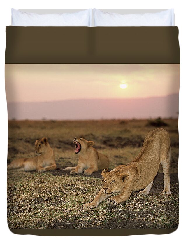 Kenya Duvet Cover featuring the photograph Lioness Panthera Leo Stretching Beside by James Warwick