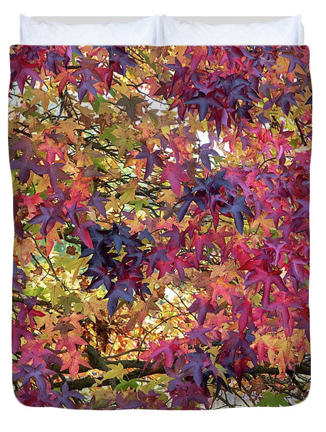 Liquidambar Styraciflua Duvet Cover featuring the photograph Liquidambar Leaves in Autumn by Tim Gainey