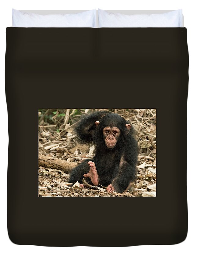 Gerry Ellis Duvet Cover featuring the photograph Little Larry Scratching Itch by Gerry Ellis