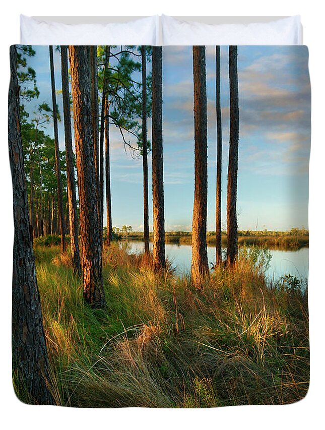00546368 Duvet Cover featuring the photograph Longleaf Pines, Sopchoppy River, Ochlockonee River State Park, Florida by Tim Fitzharris