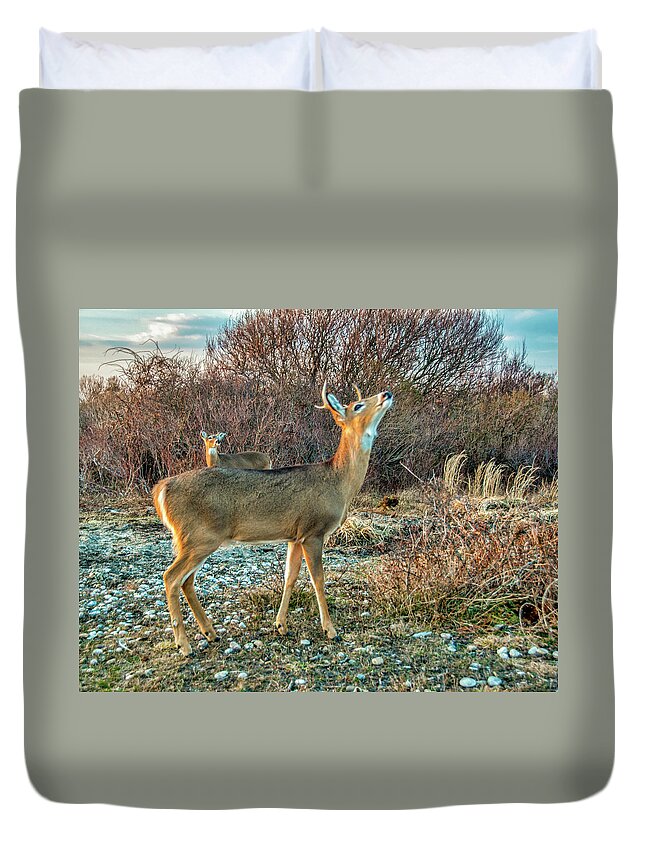 Deer Duvet Cover featuring the photograph Look Up by Cathy Kovarik