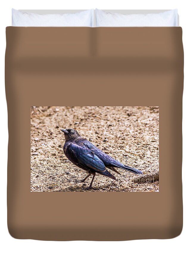 Brewer's Blackbird Duvet Cover featuring the photograph Look Up by Kate Brown