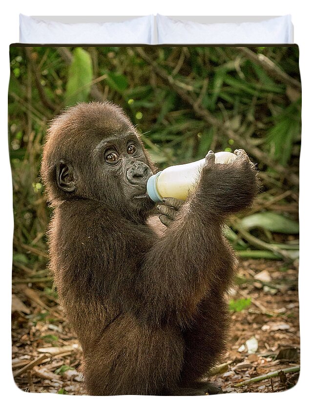Gerry Ellis Duvet Cover featuring the photograph Lowland Gorilla Orphan Feeding by Gerry Ellis