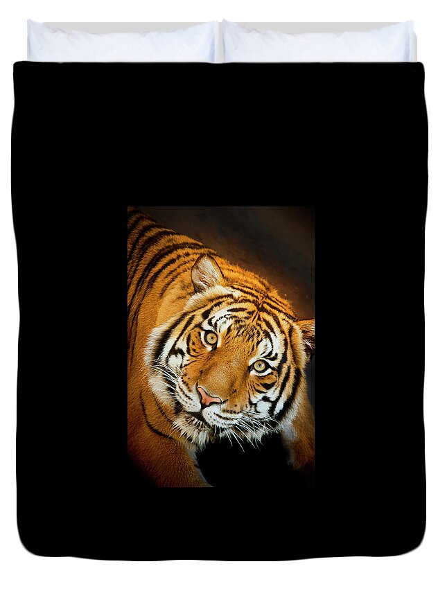 Orange Color Duvet Cover featuring the photograph Malayan Tiger Stares Intently While by Ricardoreitmeyer