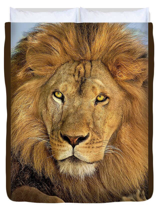 Dave Welling Duvet Cover featuring the photograph Male African Lion Portrait Wildlife Rescue by Dave Welling