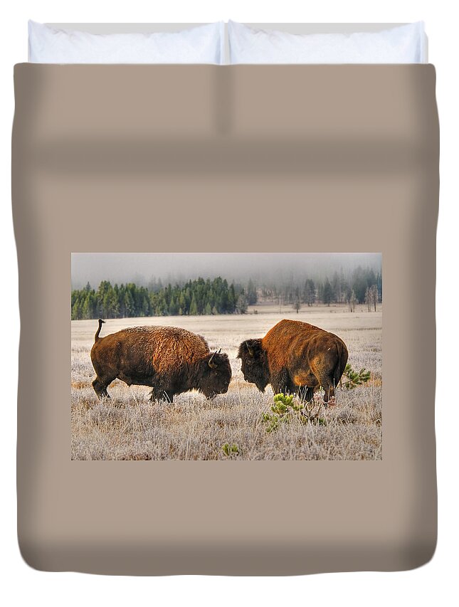 Male Animal Duvet Cover featuring the photograph Male Buffalobison Squaring Off by Larry Gerbrandt