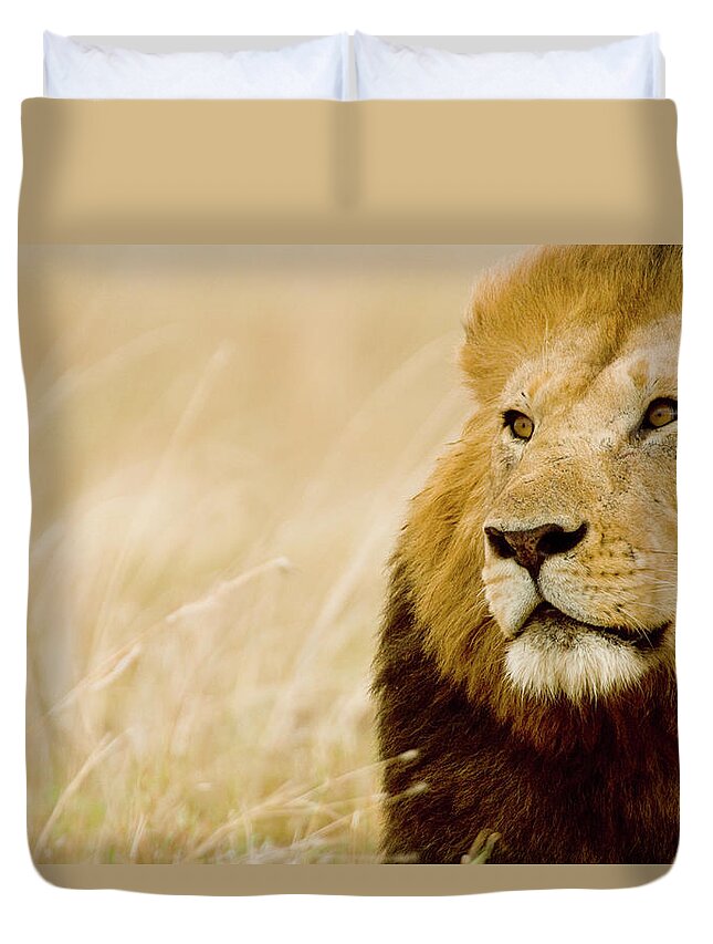 Kenya Duvet Cover featuring the photograph Male Lion Panthera Leo Portrait, Masai by Federico Veronesi