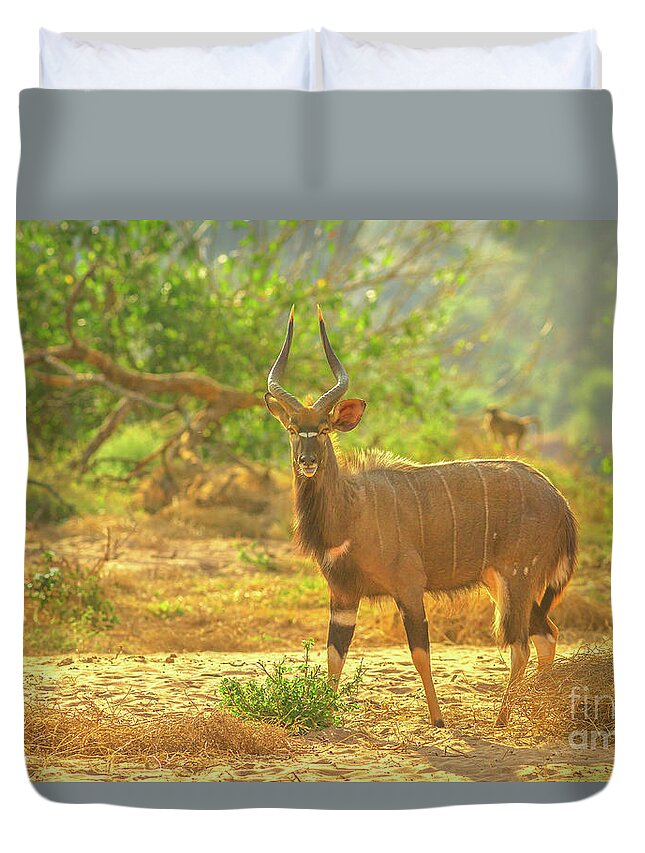 Nyala Duvet Cover featuring the photograph Male of Greater Nyala by Benny Marty