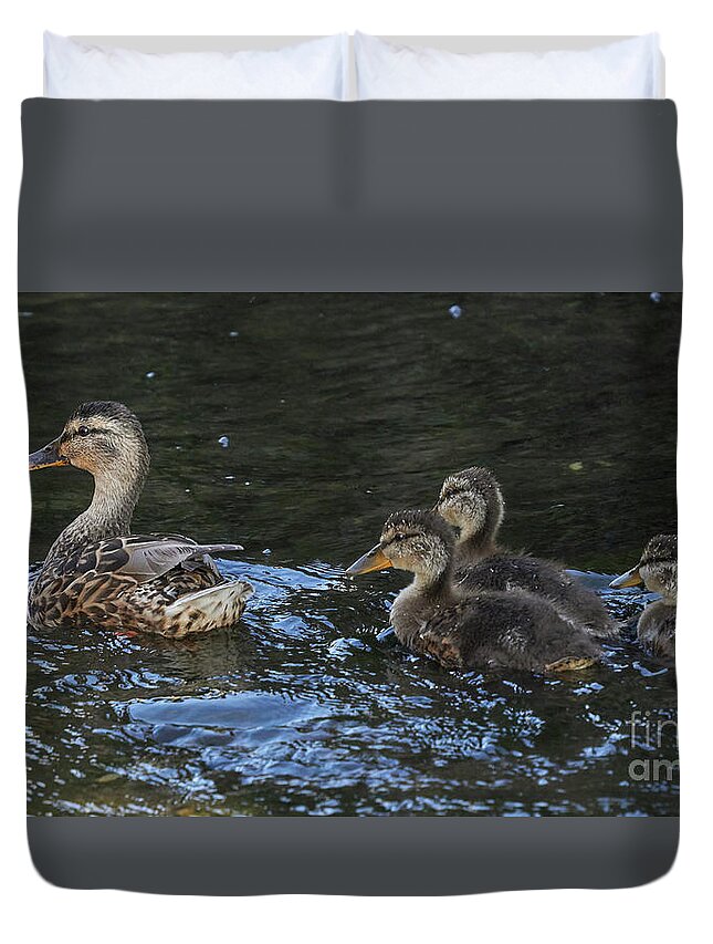 Water Bird Duvet Cover featuring the photograph Mallard and Three Ducklings Swimming by Pablo Avanzini
