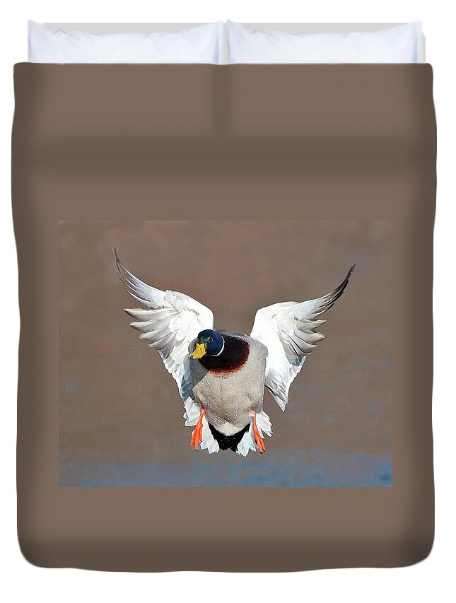 Vertebrate Duvet Cover featuring the photograph Mallard Duck by Cr Courson